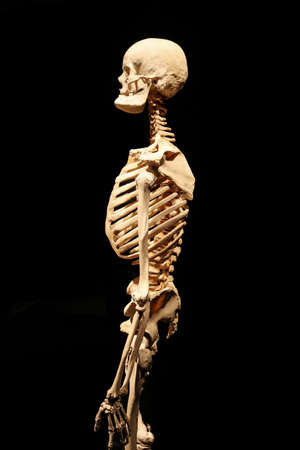 Human skeleton partner anatomical death abstract isloatedの写真素材