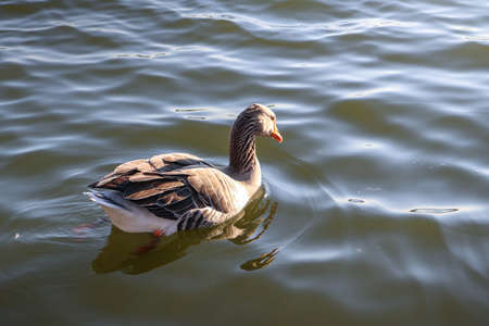 Goose on water wildlife with the reflection of the sun animalの写真素材