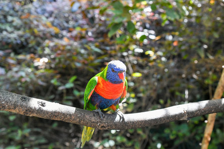 parrot eats bird colors