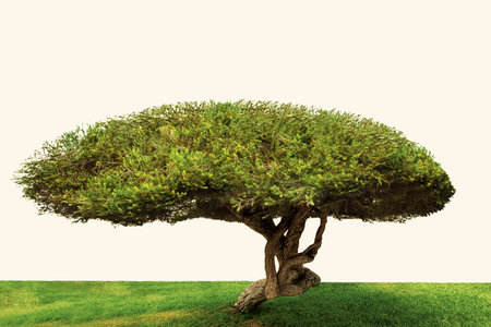 Tree, Bonsai isolated