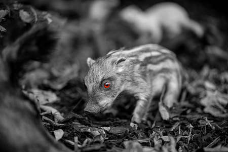 Wild boar horror, mammalの写真素材