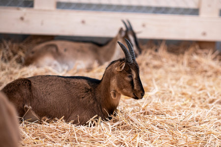 goat mountains mammal animal