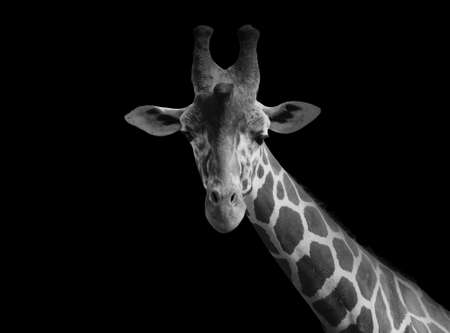 Giraffe in Black and White, Portrait Wildlife animalの写真素材