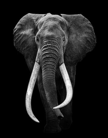 Elephant animal, isolated black wildlifeの写真素材