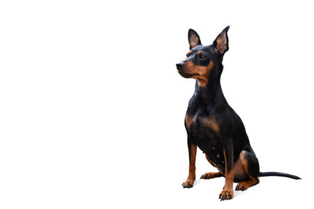 Dog doberman pinscher, isolated animalの写真素材