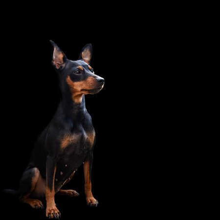 Dog doberman pinscher, isolated animalの写真素材