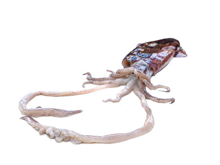 Squid octopus isolated, tentacles, sea fish animal