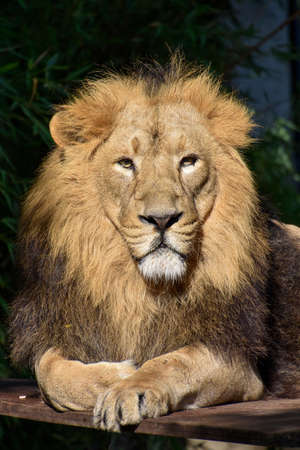 Lion, King of the jungle, Portrait Wildlife animalの写真素材