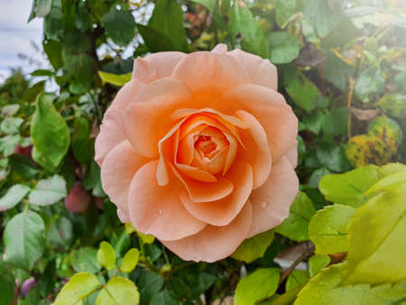 orange rose, single flowerの写真素材