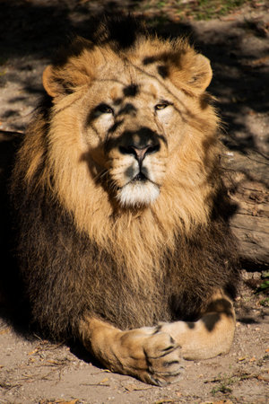 Lion, King of the jungle, Portrait Wildlife animalの写真素材