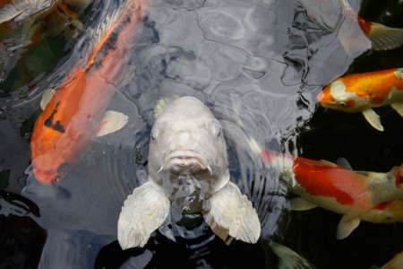 Fish kol, water carps colorsの写真素材