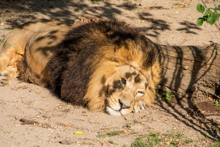 Lion, King of the jungle, Portrait Wildlife animal