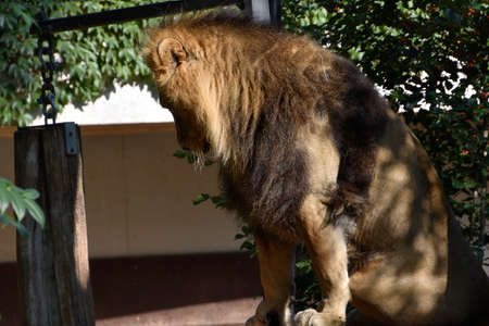 Lion, King of the jungle, Portrait Wildlife animalの写真素材