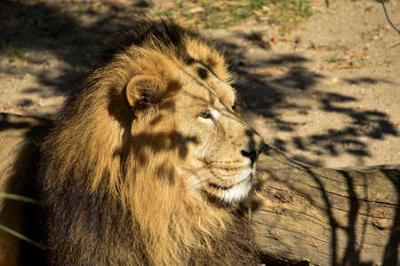 Lion, King of the jungle, Portrait Wildlife animalの写真素材
