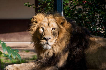 Lion, King of the jungle, Portrait Wildlife animalの写真素材
