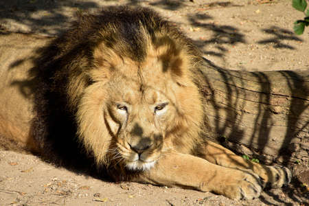 Lion, King of the jungle, Portrait Wildlife animalの写真素材