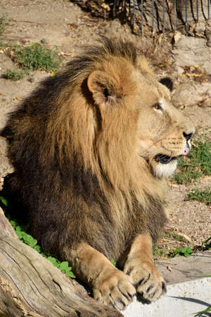 Lion, King of the jungle, Portrait Wildlife animalの写真素材
