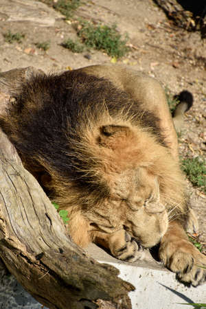 Lion, King of the jungle, Portrait Wildlife animalの写真素材