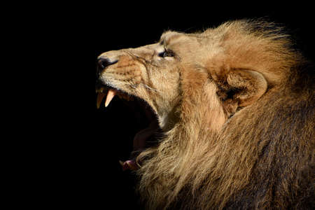 Lion, King of the jungle, Portrait Wildlife animalの写真素材