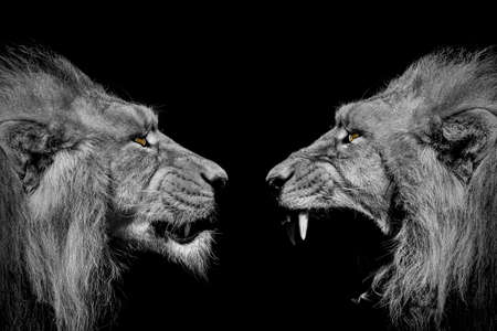 The fight of lions, Portrait Wildlife animal, Kings of the jungle, black white isolatedの写真素材