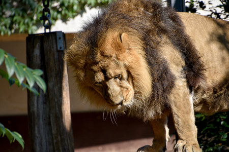 Lion, King of the jungle, Portrait Wildlife animal