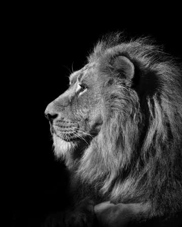 Lion, Portrait Wildlife animal isolated, africa predatorの写真素材