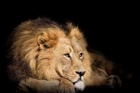 Lion, Portrait Wildlife animal, isolatedの写真素材