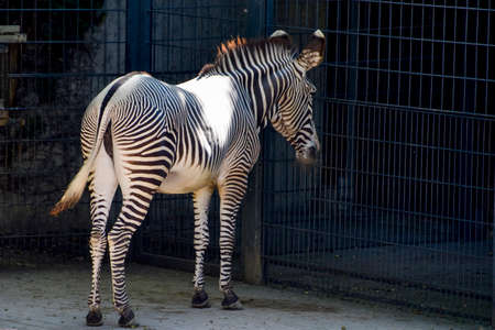 Zebra wildlife animal, mammal african isolatedの写真素材