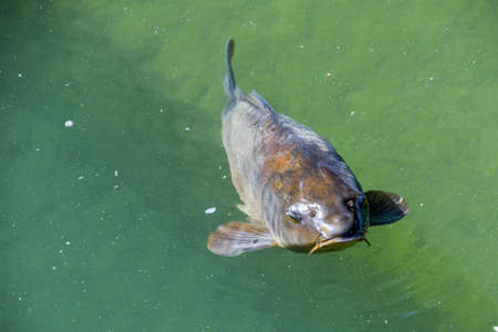 carp fish, water fishing lakeの写真素材