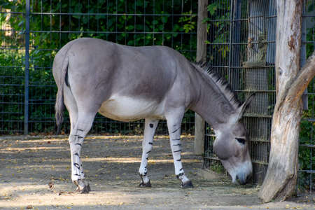 Donkey wildlife, animal zooの写真素材