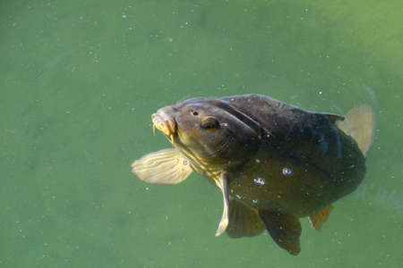 carp fish, water fishing lakeの写真素材