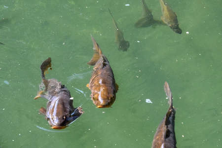 carp fish, water fishing lakeの写真素材
