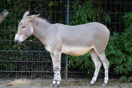 Donkey wildlife, animal zoo