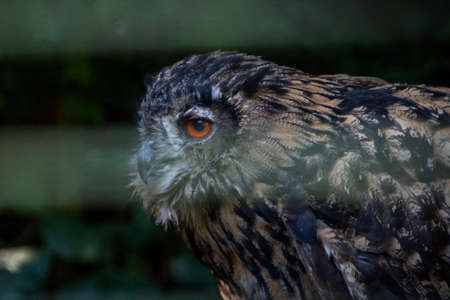 Owl bird wildlife animal, eyeの写真素材