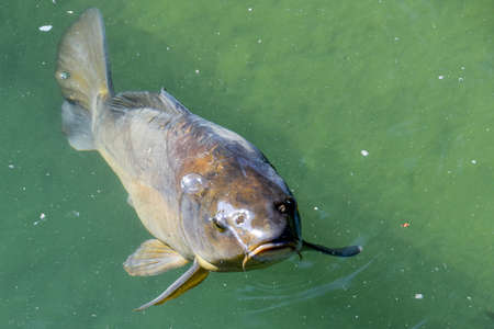 carp fish, water lake fishingの写真素材
