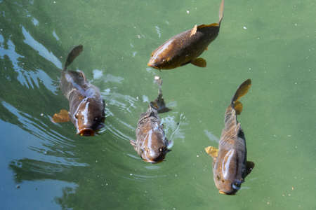 carp fish, water lake fishingの写真素材