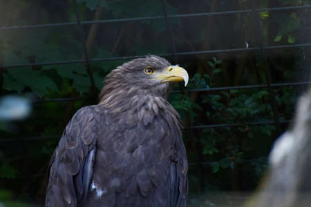 Vulture eagle, wildlife predator birdの写真素材