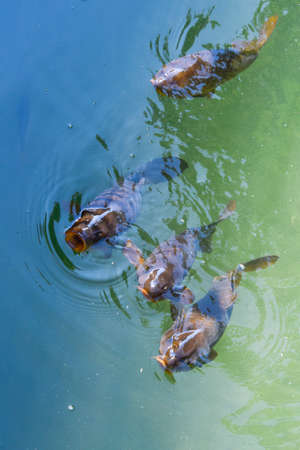 carp fish, water lake fishingの写真素材