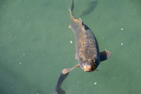 carp fish, water lake fishing