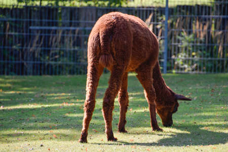 Alpaca portrait on green natural backgroundの写真素材