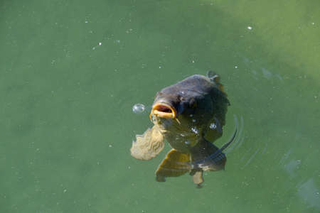 carp fish, water lake fishingの写真素材