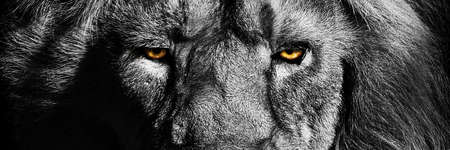 African male lion Baner, Panorama wildlife animal isolated black whiteの写真素材