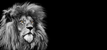 African male lion wildlife animal isolatedの写真素材