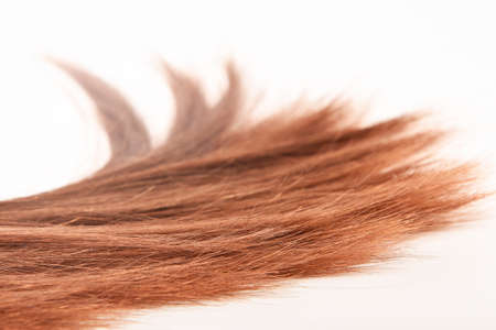 Brown red hair natural texture, isolated on white background, beautyの写真素材