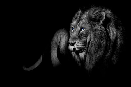 African male lion, wildlife animal Black and white but with colored eyesの写真素材