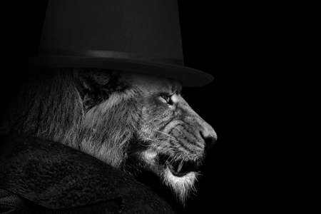 Man in the form of a Lion, The lion person, animal face isolated black whiteの写真素材