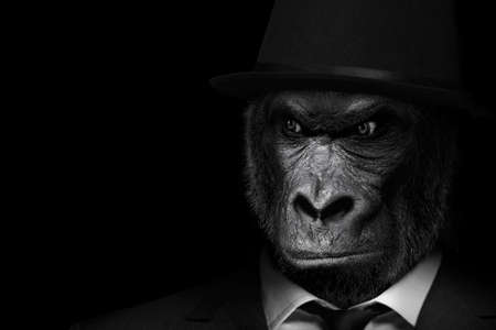 Man in the form of a Gorilla mammal, The Gorilla person, animal face isolated black whiteの写真素材