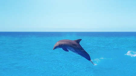 Dolphins swimming, jumping on blue ocean cloud, marine wildlife backgroundの写真素材