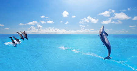 Dolphins jumping out of the water on a sunny day. 3d renderingの写真素材