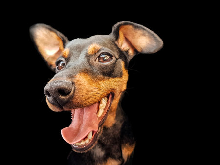 portrait of a cute purebred miniature pinscher dog on a black backgroundの写真素材